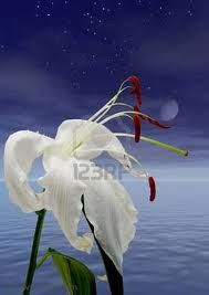 Il giglio