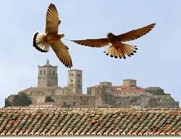 Il volo del falco