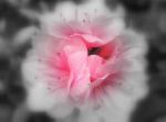 Il dolce profumo delle rose