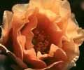 Odore di rose
