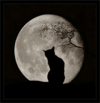 Amor felino