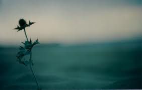 Morte di un fiore  