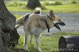 Canin privilegio  