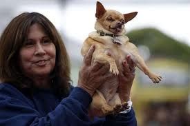 Do- lor di pet