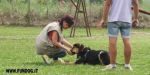 Di rustica, cinofila, testina d�aglio