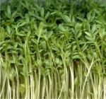 N� viagra, n� bromuro, ma il crescione di sicuro