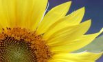 L�onore e l�amore al sole ancorati