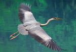 Sull�airone anch�io