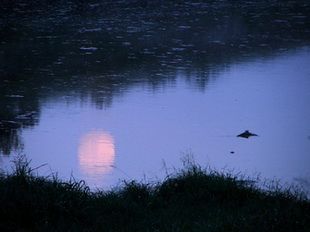 Le voci dell'acqua