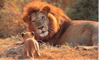 Leone  