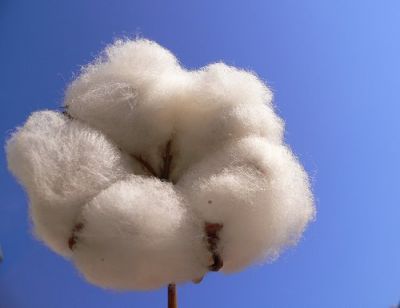 Cotone  