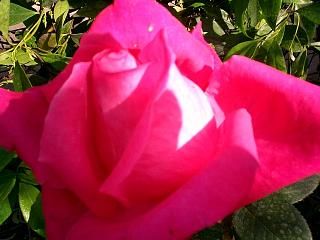 Rosa dolorosa