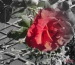 Poi giunse l'amore