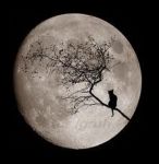 In cerca di luna  