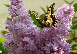 Fiore di lill�  