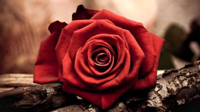Canzone per una Rosa (a te mamma)