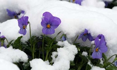 Erano le viole