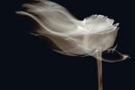 La nostra, che non � poesia