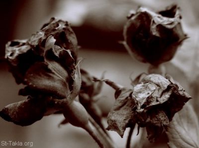 D�c�s d'une rose