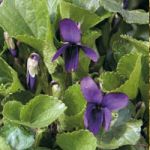 Timida viola