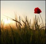 L'oggi, � mio