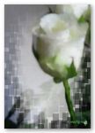 Un fiore tra la neve