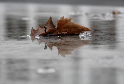 Il fiume e la neve  