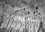 Trame d�un pensiero