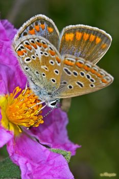 Primavera di rinascita  