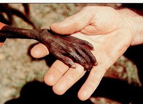 Presunzione D'Innocenza  