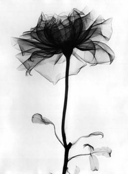 Fiore di Plastica
