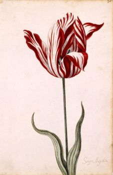 Della mia Terra un Tulipano