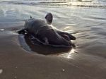 L�eco del silenzio