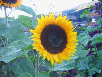 L�impero del girasole