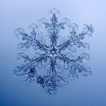 Neve di colombe