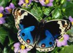 Anima logorata, cede- si  