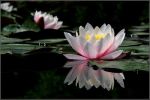 Narcisi e fior di loto