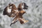 Come un'aquila sei