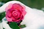 Nel mio giardino