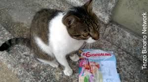 Come un gatto smarrito