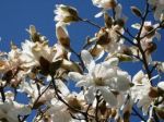 Un fiore bianco, tra il rovo