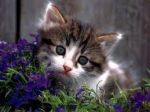 Torneranno a fiorire le viole  