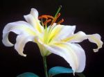 Gelosia  