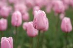 Tulipani  