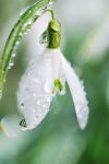Ricami d'argento vestiran, stanotte, i fiori  