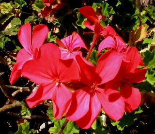 Rosso geranio  