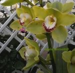 "Fiore D�Amore"