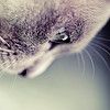 Il gatto