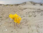 Il deserto � fiorito