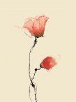 "Le mie rose di primavera"